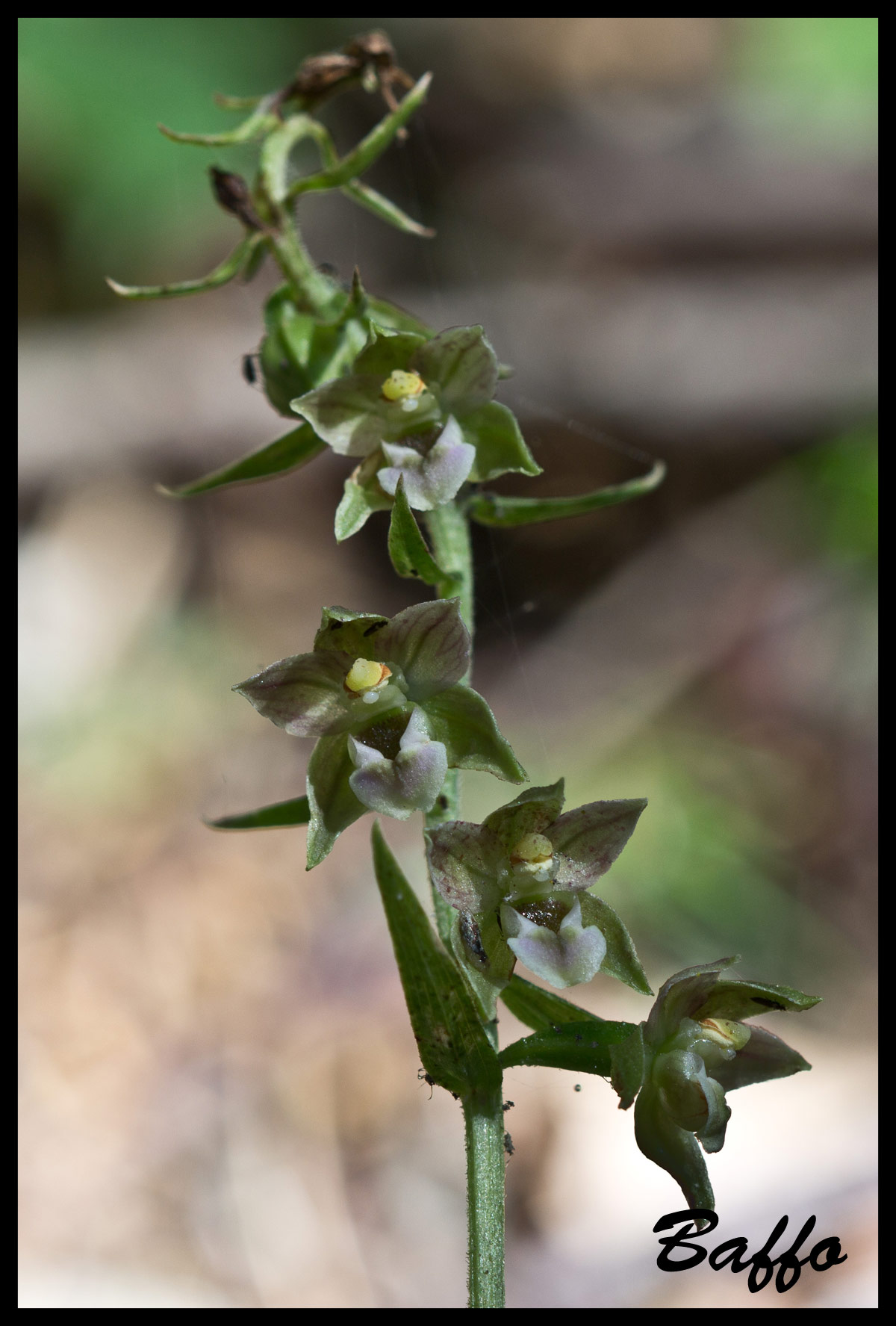 Epipactis helleborine